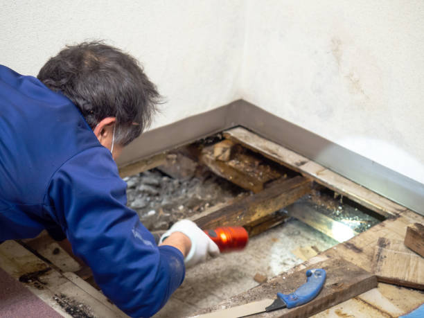 Best HVAC Mold Remediation in Wilmington Island, GA
