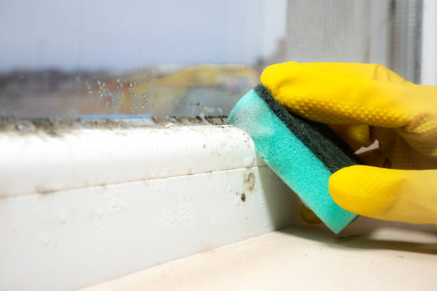 Best Attic Mold Remediation in Wilmington Island, GA