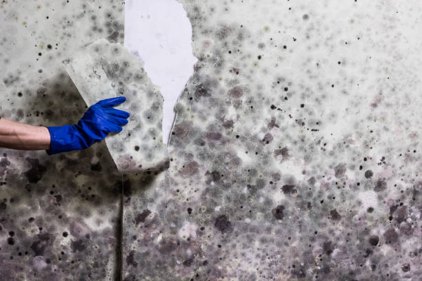 Best Black Mold Remediation in Wilmington Island, GA